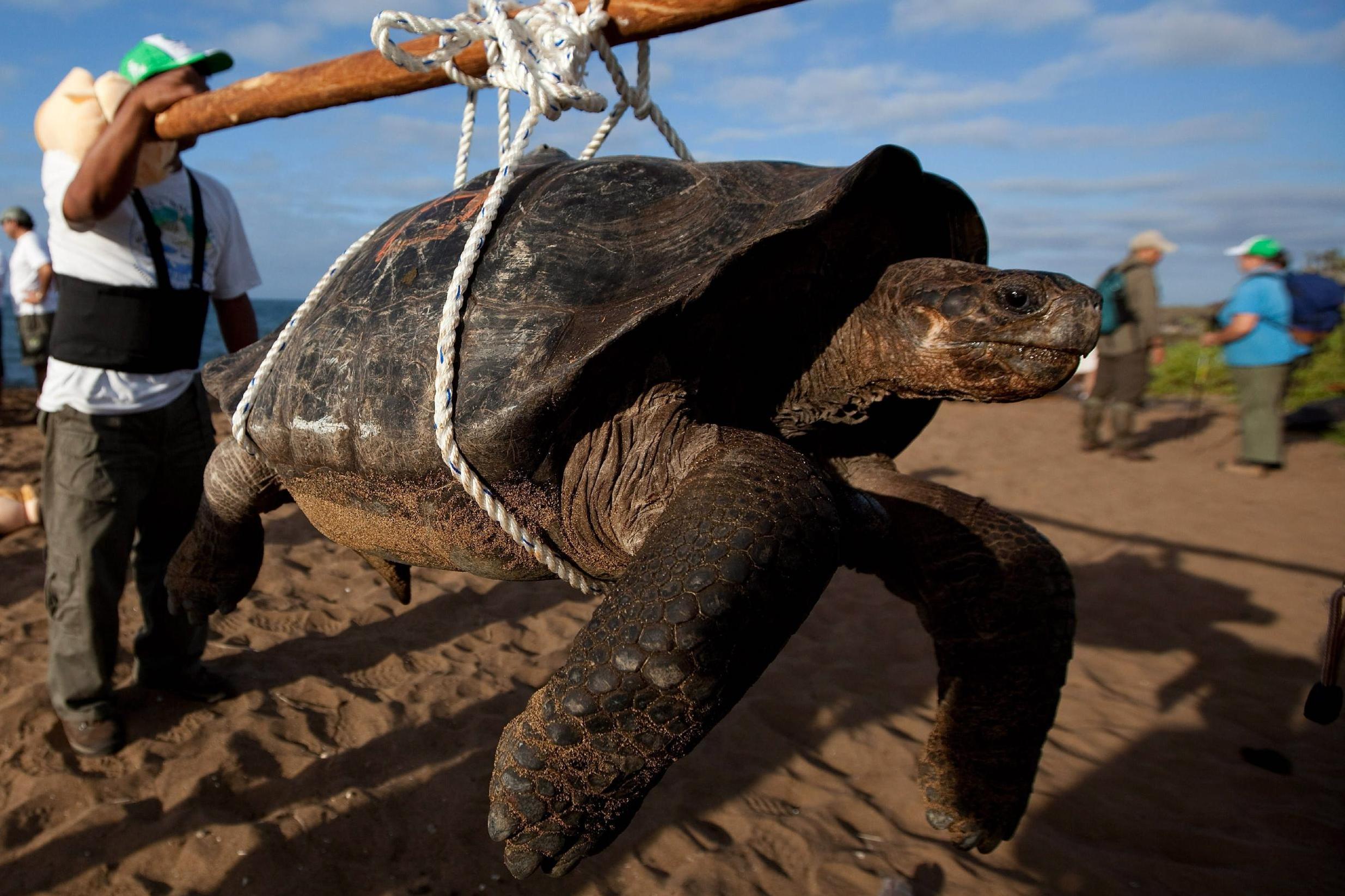 The death of Lonesome George has led to groundbreaking research into the life expectancy of giant tortoises