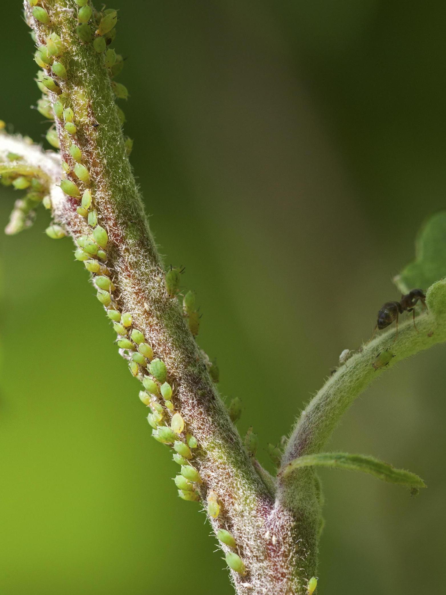 Aphids have been found to carry juveniles before taking refuge on a host plant (Rex)