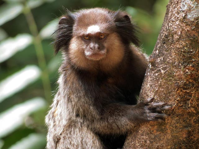 A black-tufted marmoset