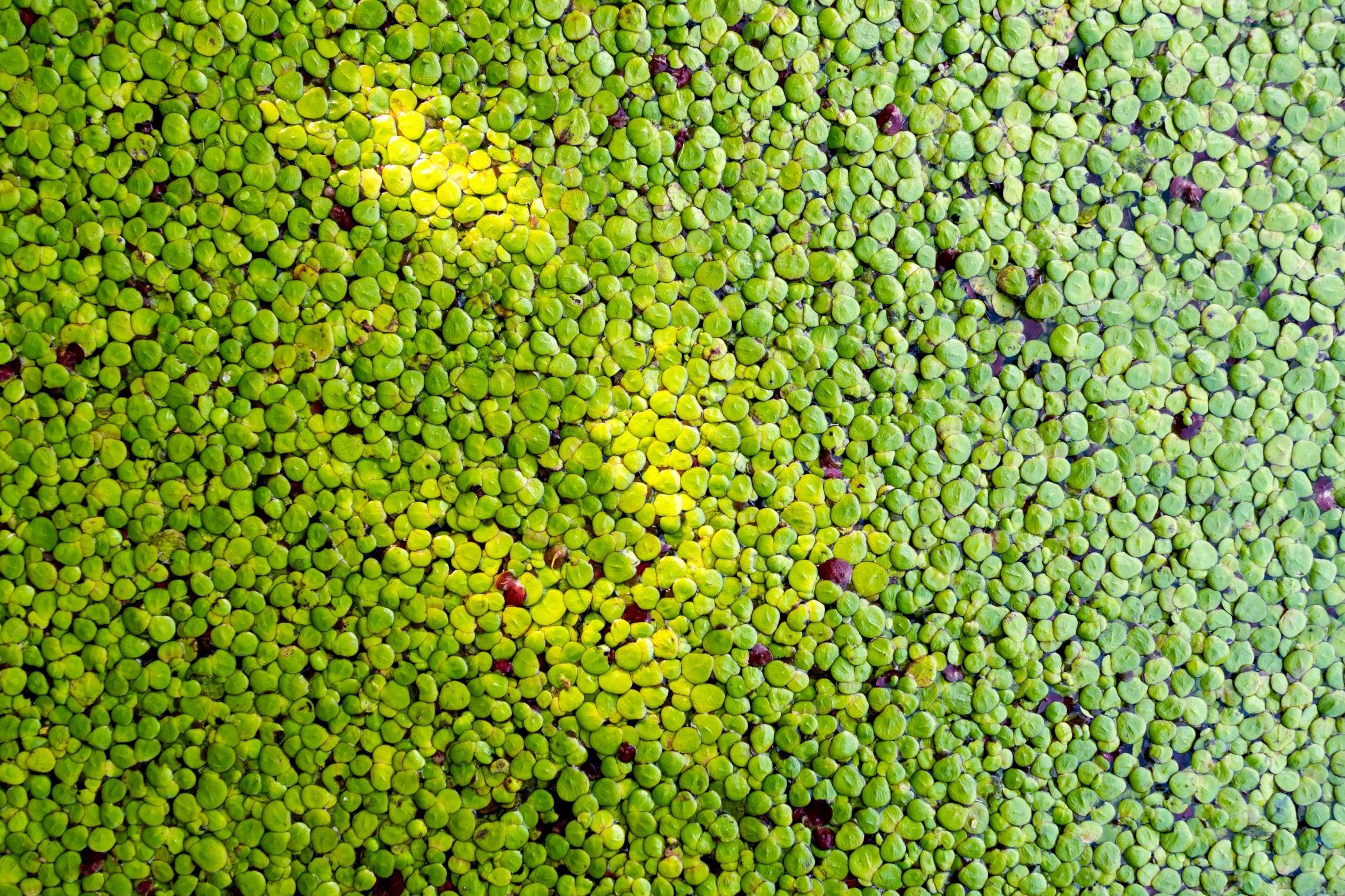 Scientists have discovered one duckweed, Wolffia columbiana, can hop from wetland to wetland via bird faeces (Rex)