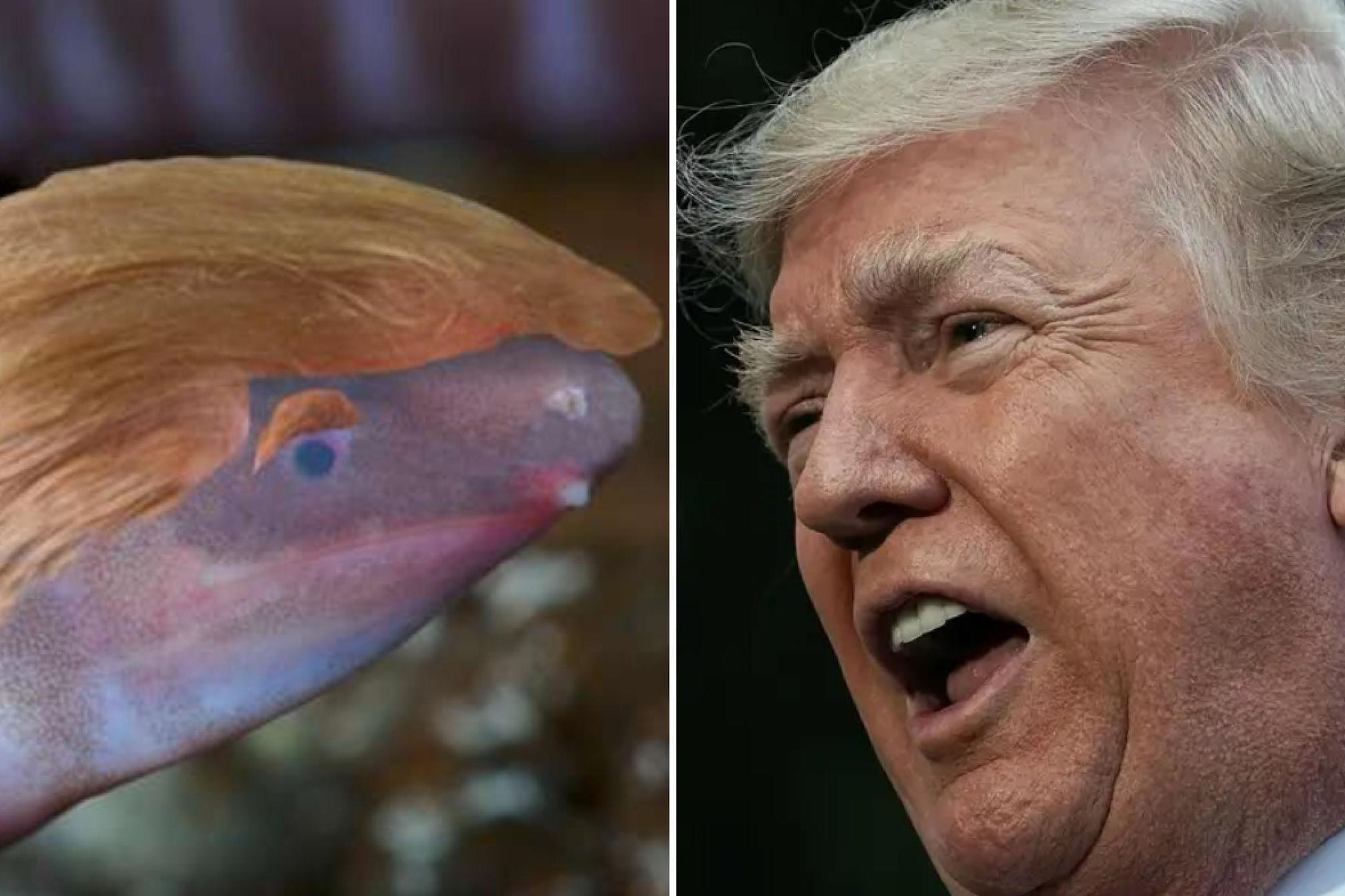 Newly discovered blind amphibian named after President Trump (Trump credit Getty)