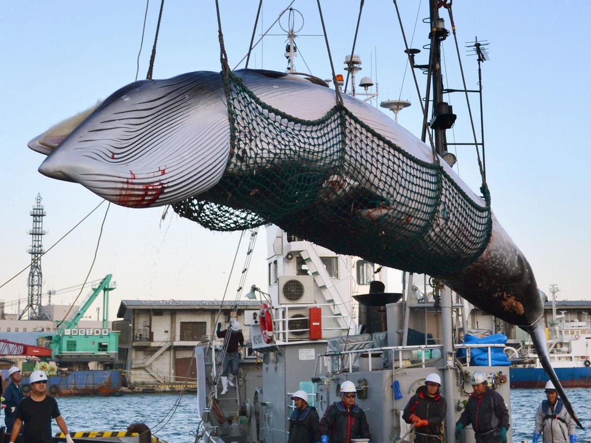 Japan looks to resume commercial whaling for first time in 30 years as it considers leaving International Whaling Commission