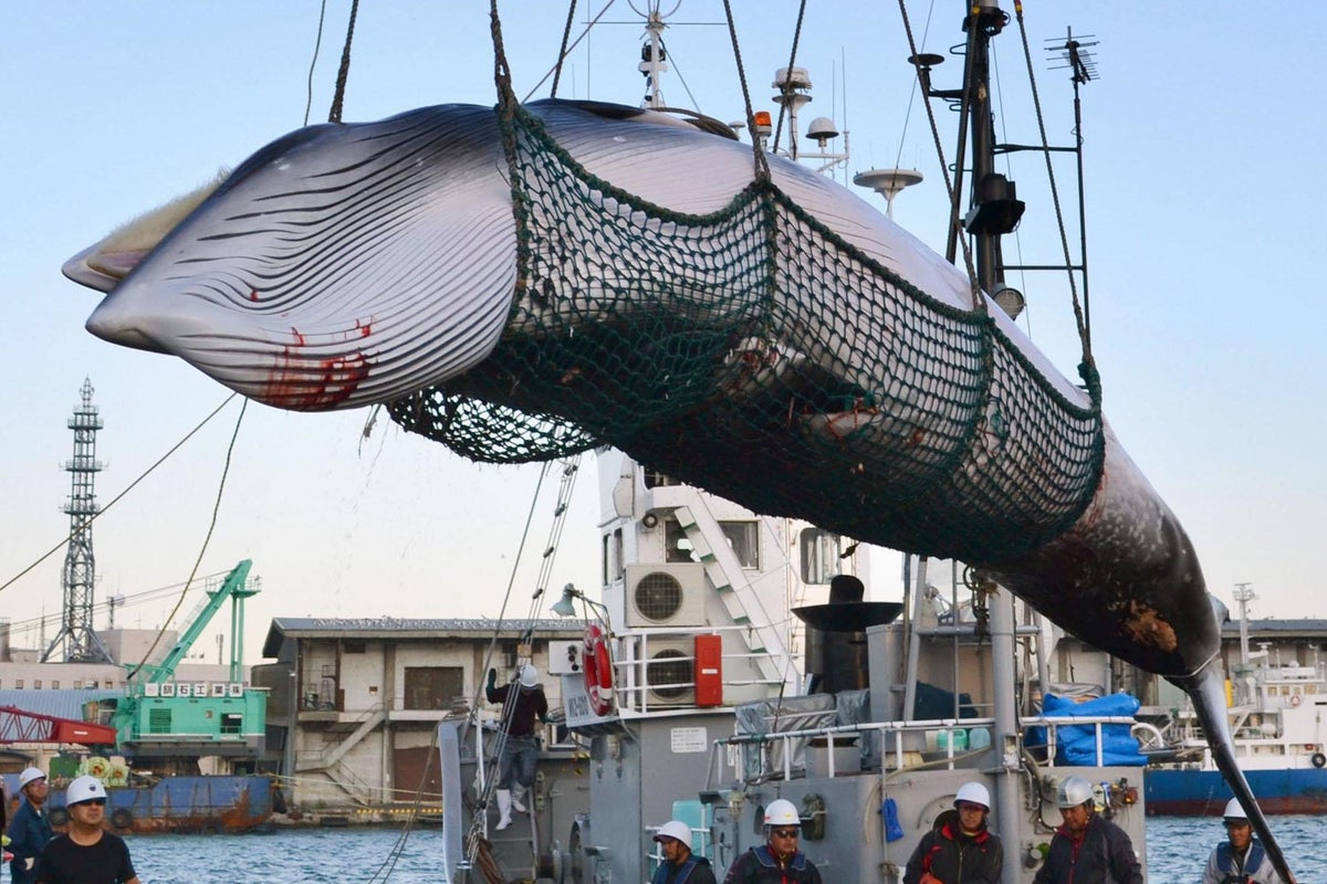 Japan confirms plan to resume commercial whaling in its waters from next year