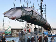 Japan confirms plan to resume commercial whaling next year