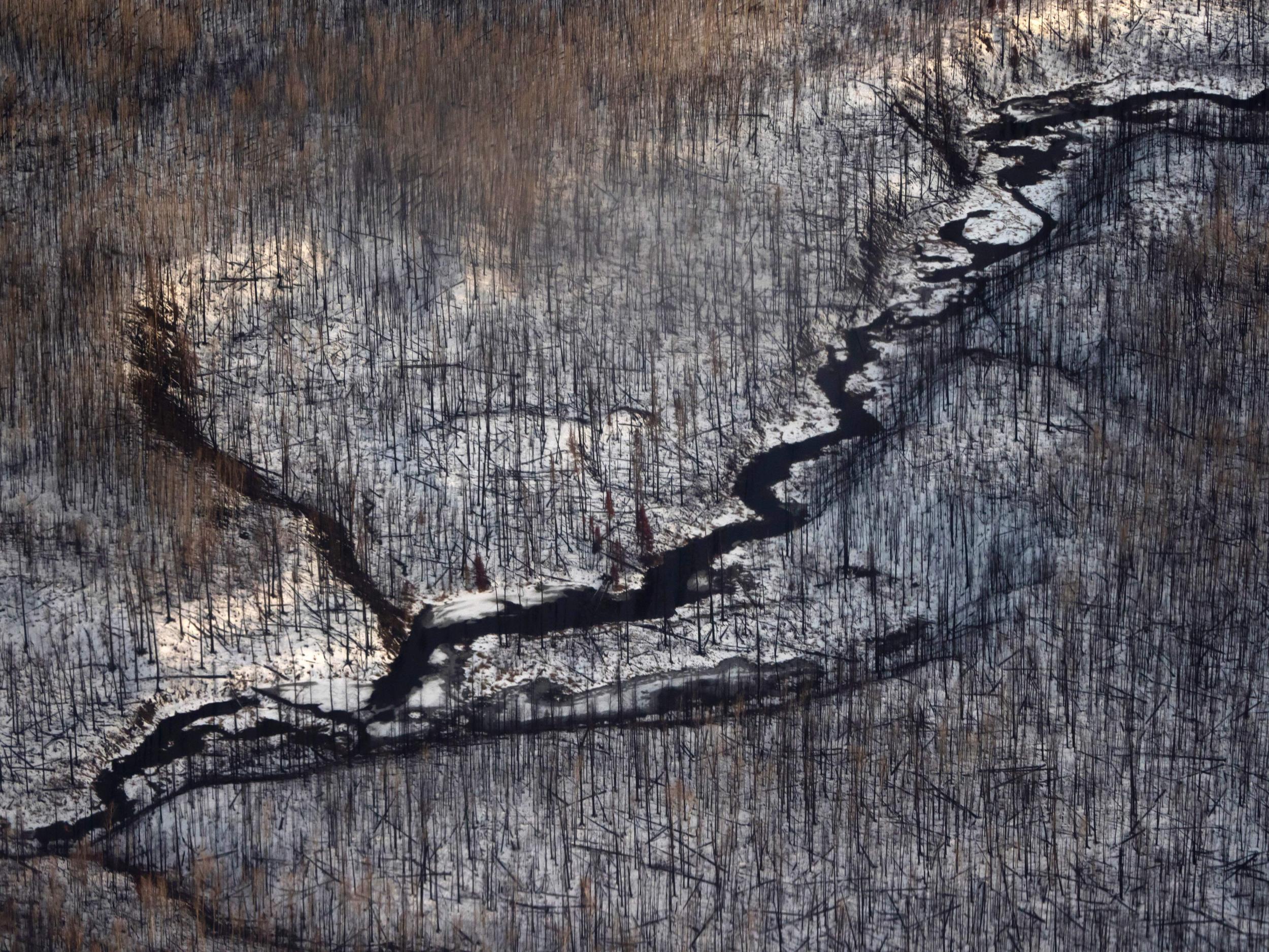 Lumberjack frost: dead trees after the devastating Fort McMurray wildfire in Canada in 2016