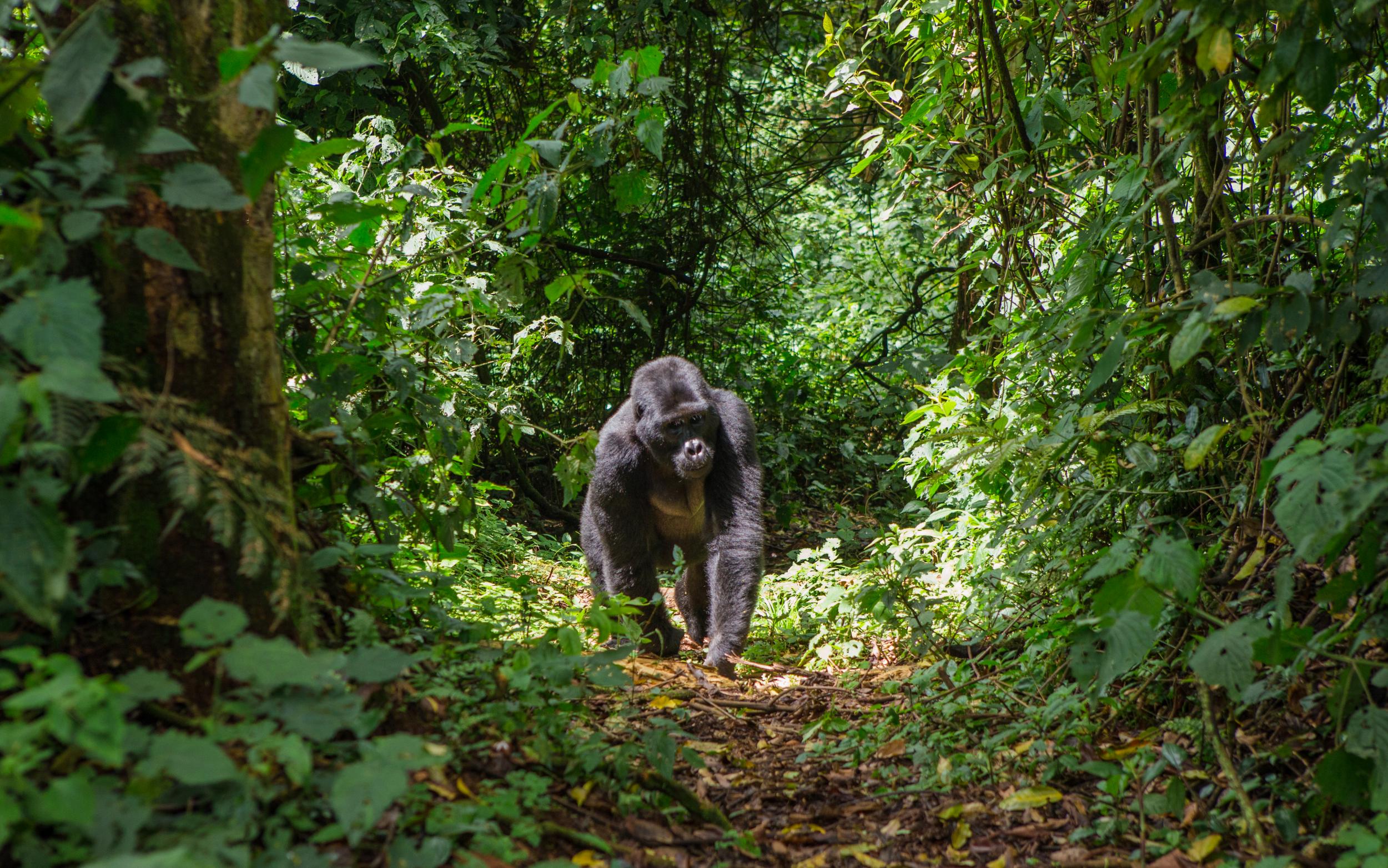 Find mountain gorillas in Rwanda