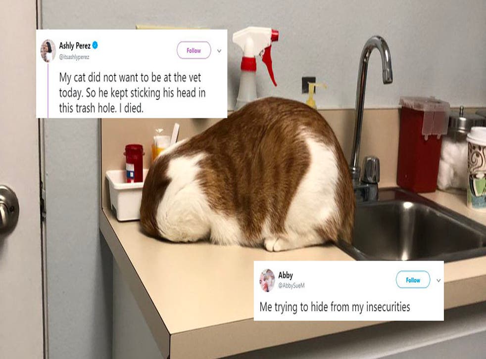 This Cat Tried To Escape From The Vets By Sticking His Head In A Rubbish Hole People Can Relate Indy100 Indy100 This Cat Tried To Escape From The Vets By Sticking His Head In A Rubbish Hole People Can Relate Indy100 Indy100