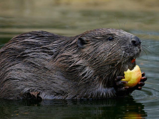 Beavers returned to Scotland recently, four centuries after they were hunted to extinction