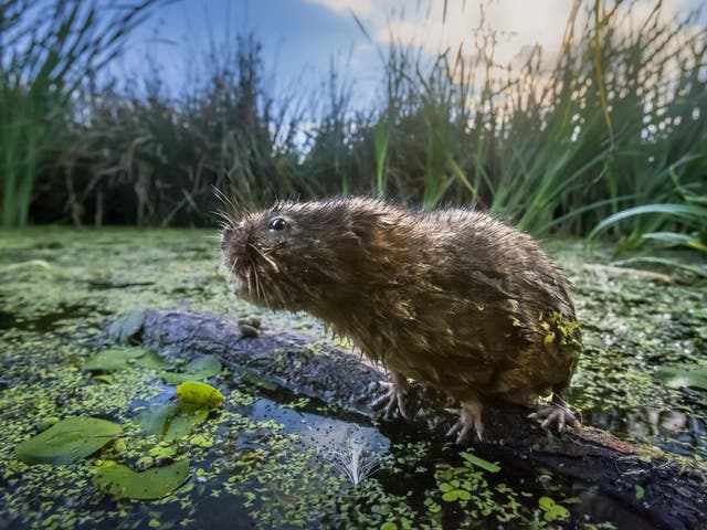 Water voles are among the creatures in the Gwent Levels threatened by road expansion
