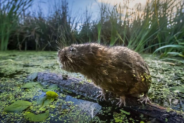 Water voles are among the creatures in the Gwent Levels threatened by road expansion