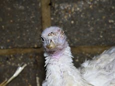 Turkeys ‘eaten alive’ at award-winning farm supplying top pubs