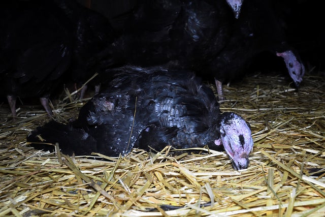 Turkeys that appeared to be sick or dying were ‘unable to defend themselves’