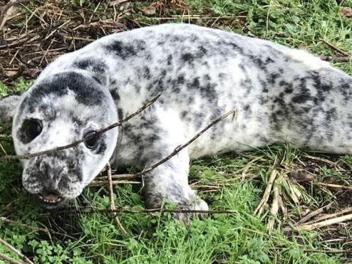 This three-week-old seal pup was found in a village in Norfolk