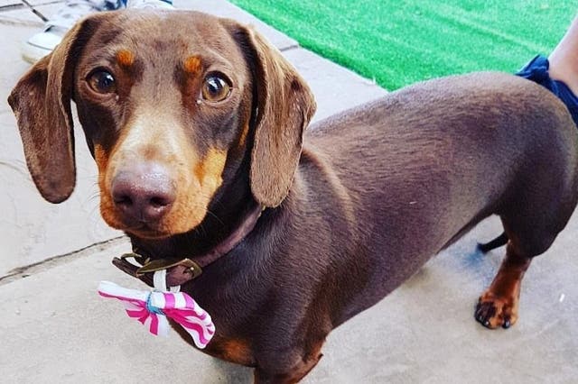 Dachshund Beatrice who almost died from eating a mince pie