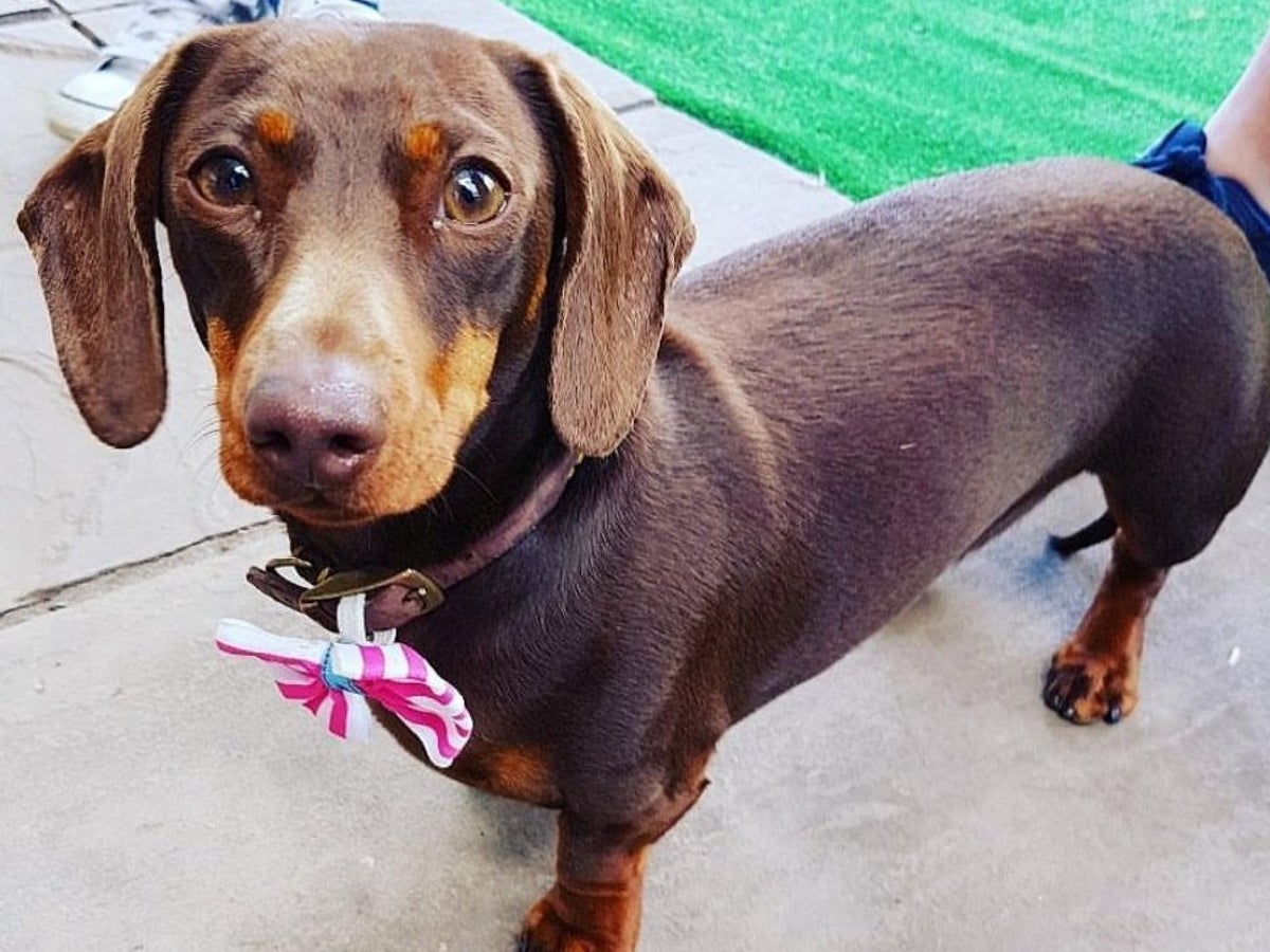 How Many Dogs Have Died From Eating Raisins