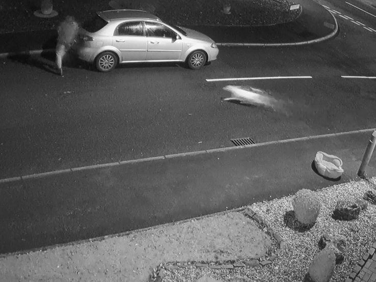 The Staffie bull terrier tries to chase after his owner back to the car