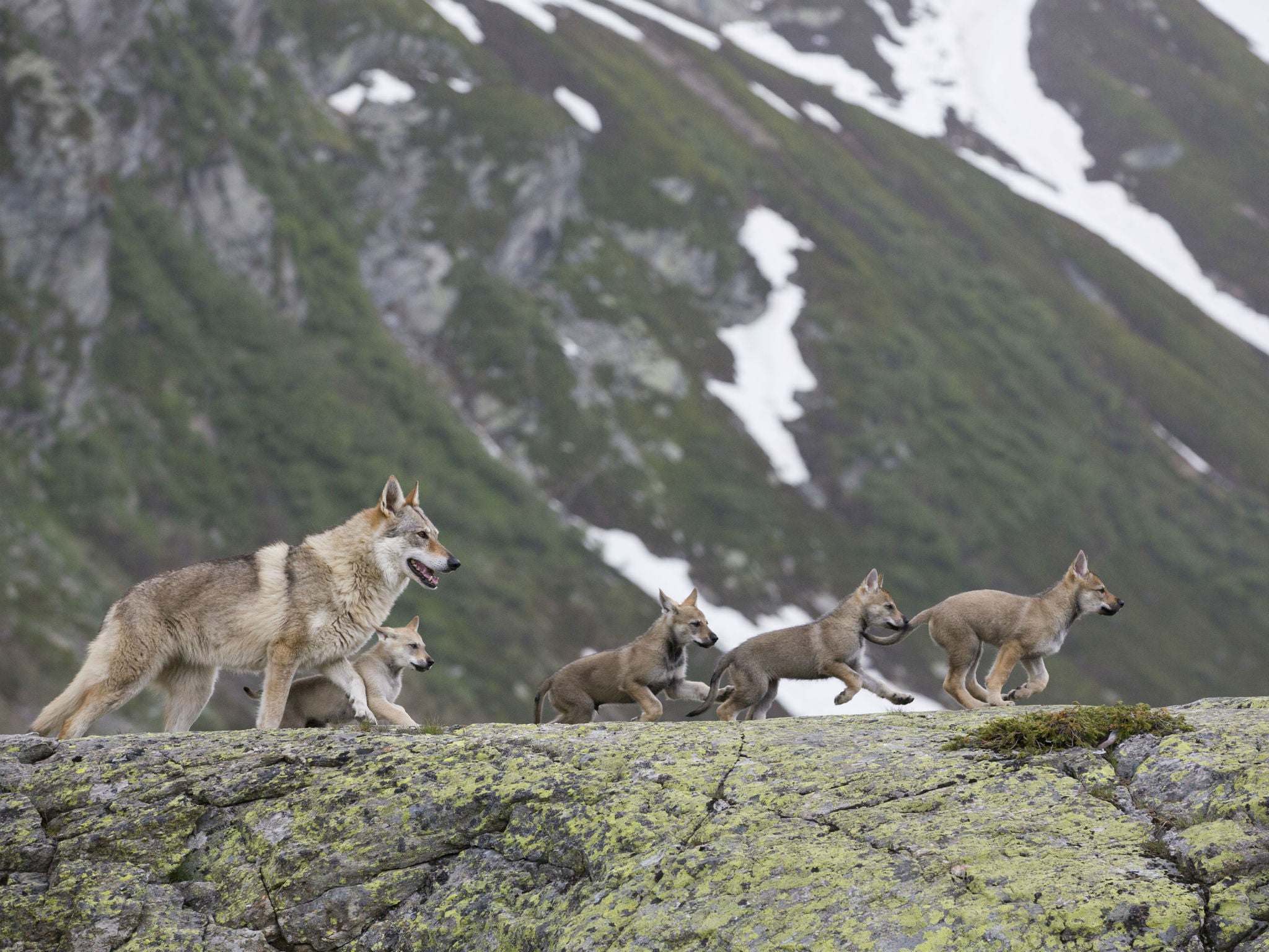 'The Snow Wolf: A Winter's Tale' follows a female wolf and her cubs through the Dolomites