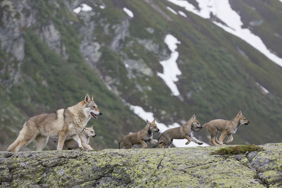 The Snow Wolf: A Winter’s Tale, review: This dramatised documentary is ...