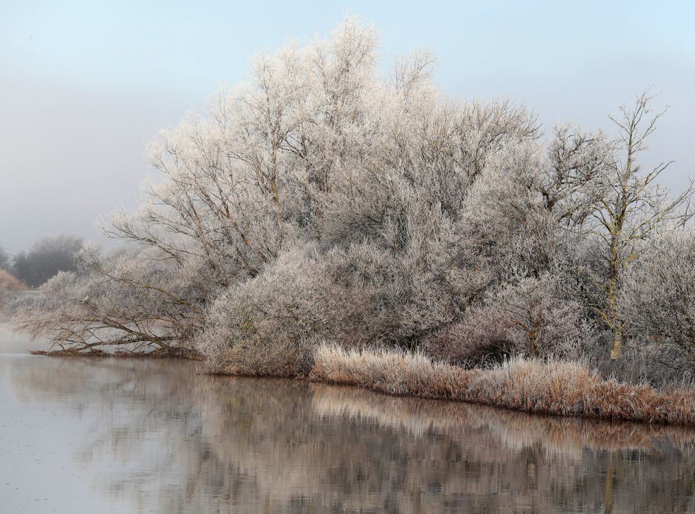 Frost-covered trees on the banks of the River Forth at the Carse of Stirling on Christmas Eve