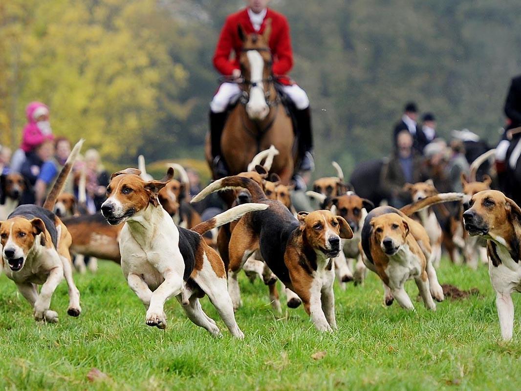 Killing foxes with a pack of dogs, the traditional way New Year’s Day hunts are carried out, is illegal