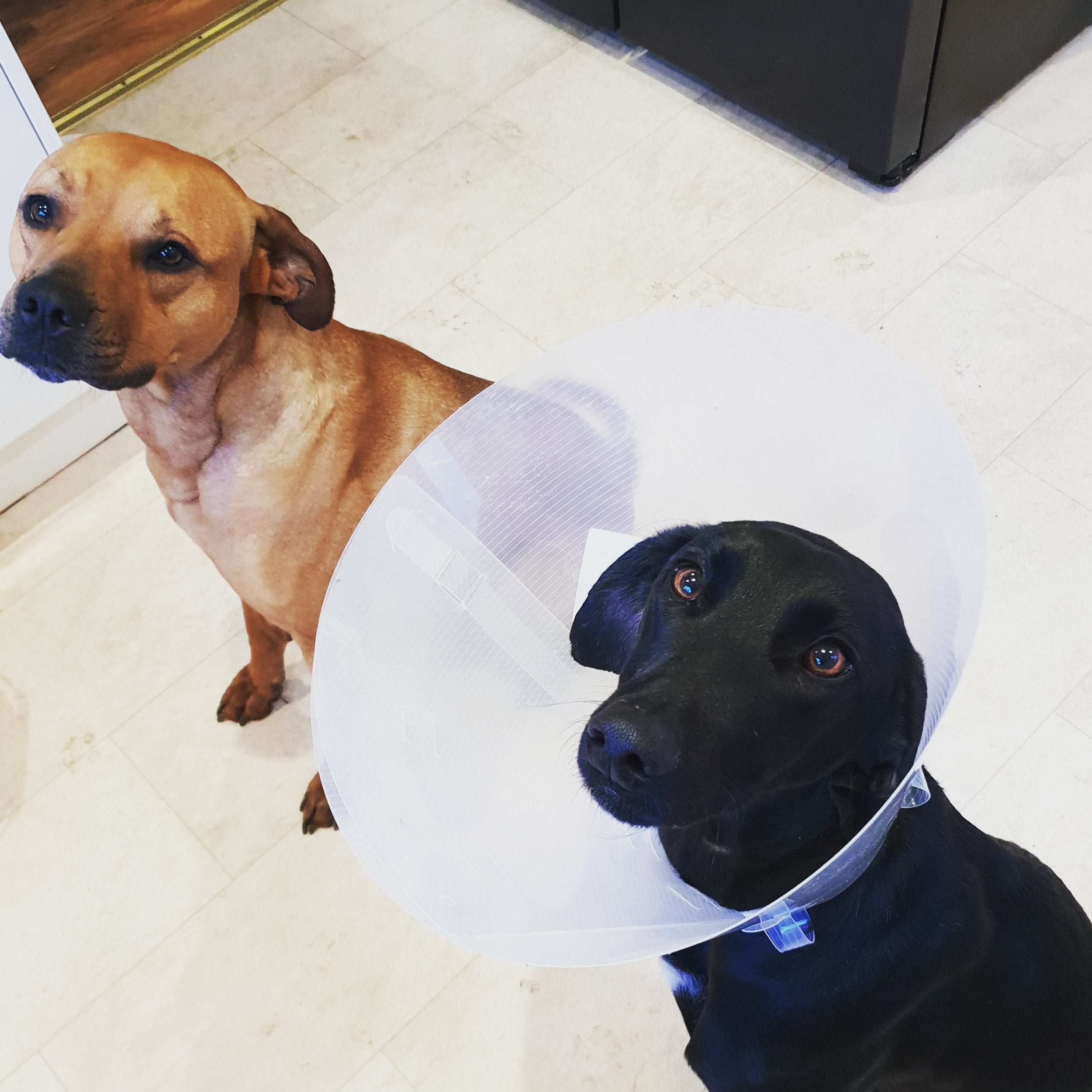 Cleo (left) and Cobi who were rushed to the PDSA Stoke-on-Trent pet hospital when they were left in a life-threatening condition after eating old potatoes raided from a locked compost caddy kept in a shed at their owner's home in Crewe, Cheshire.