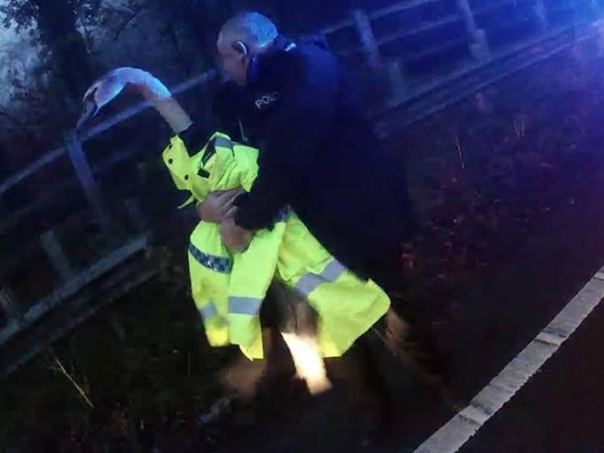 A swan was rescued by police in Basingstoke after it blocked a major road