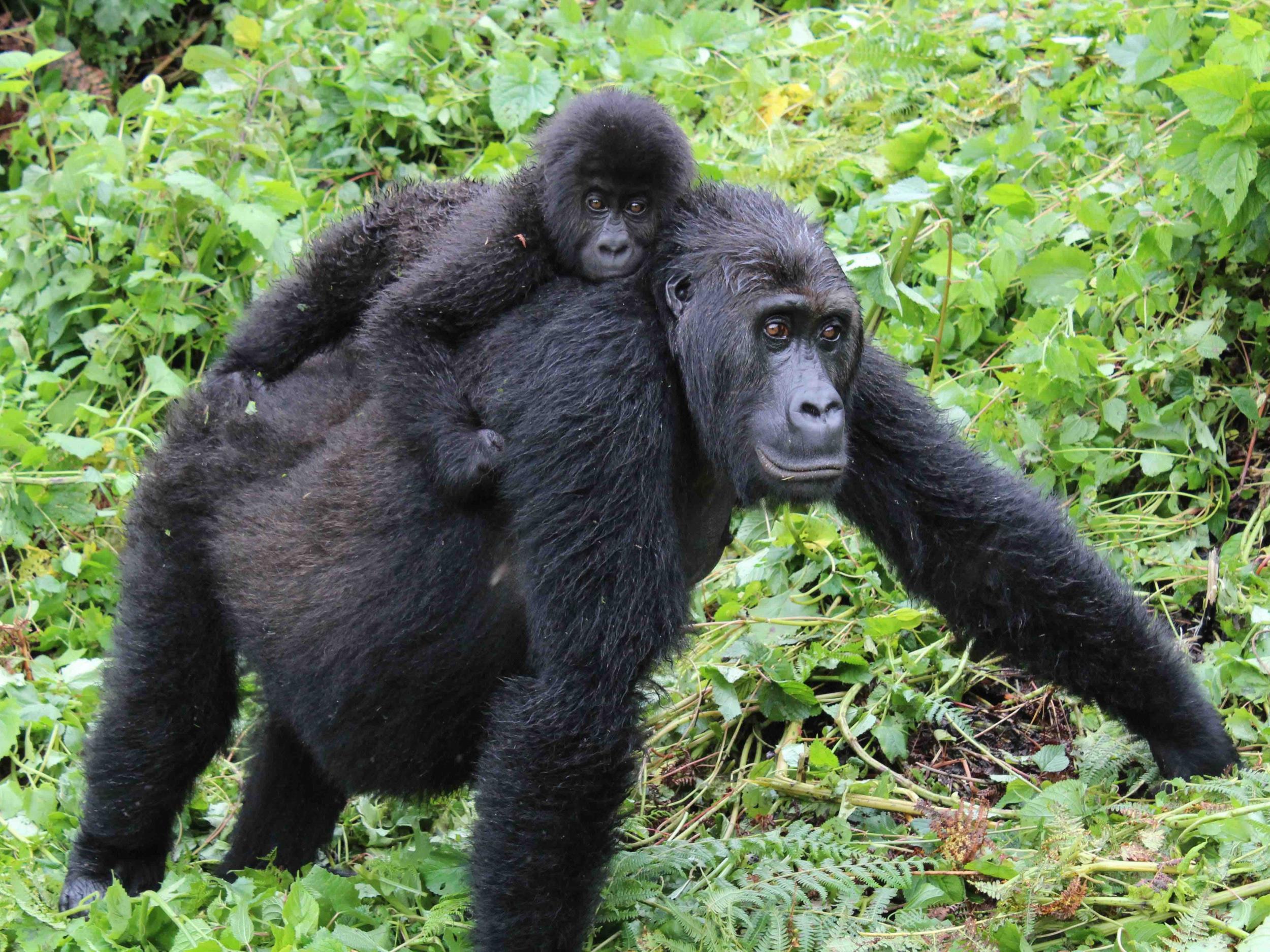 Grauer’s gorilla populations have declined by 80 per cent in recent decades