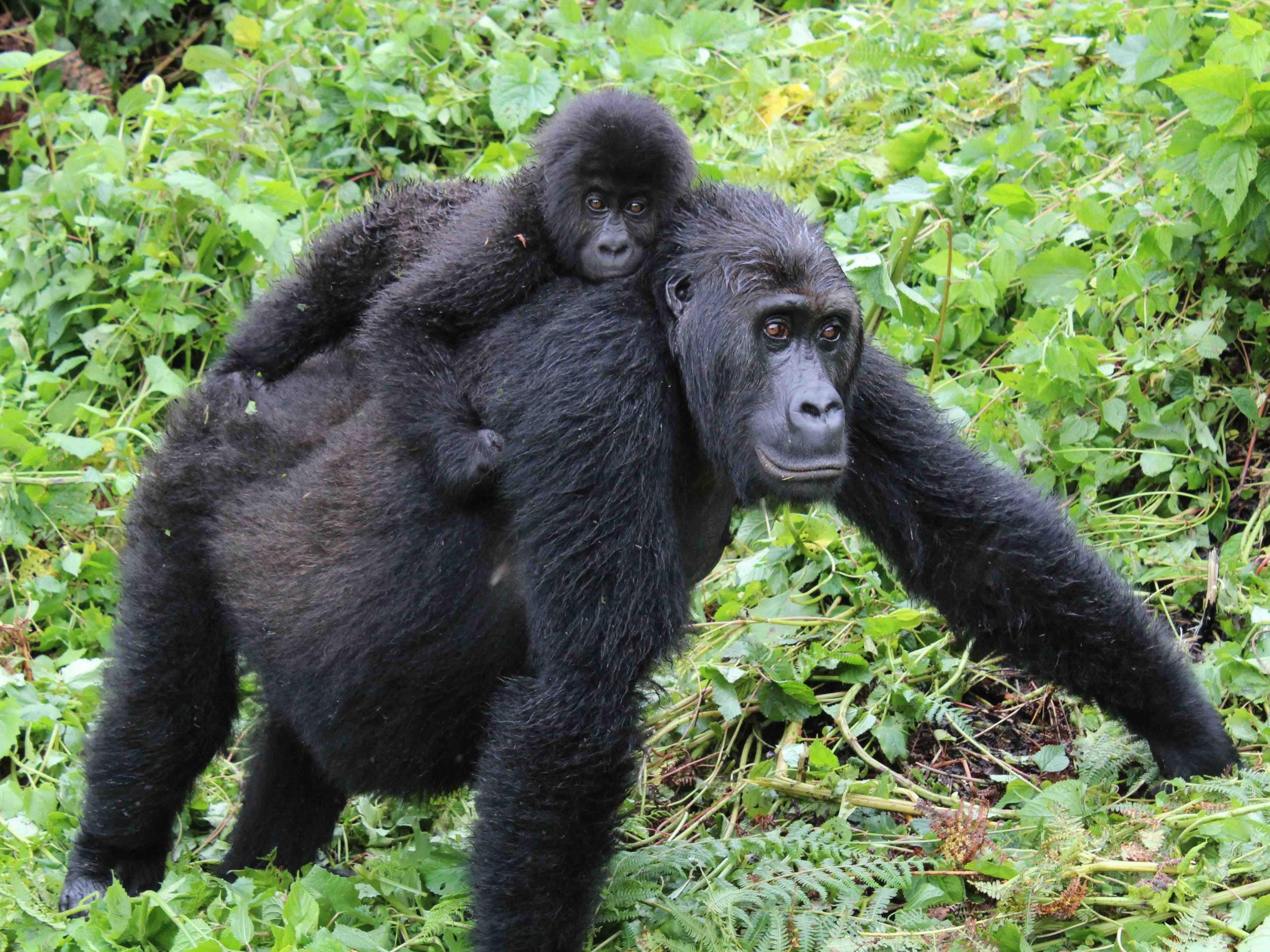 Gorilla inbreeding linked to webbed feet and fertility problems in  endangered apes, study suggests | The Independent | The Independent