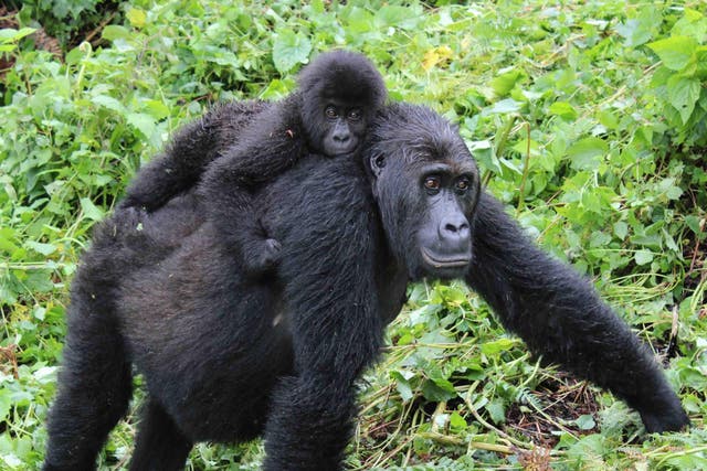 Grauer’s gorilla populations have declined by 80 per cent in recent decades 