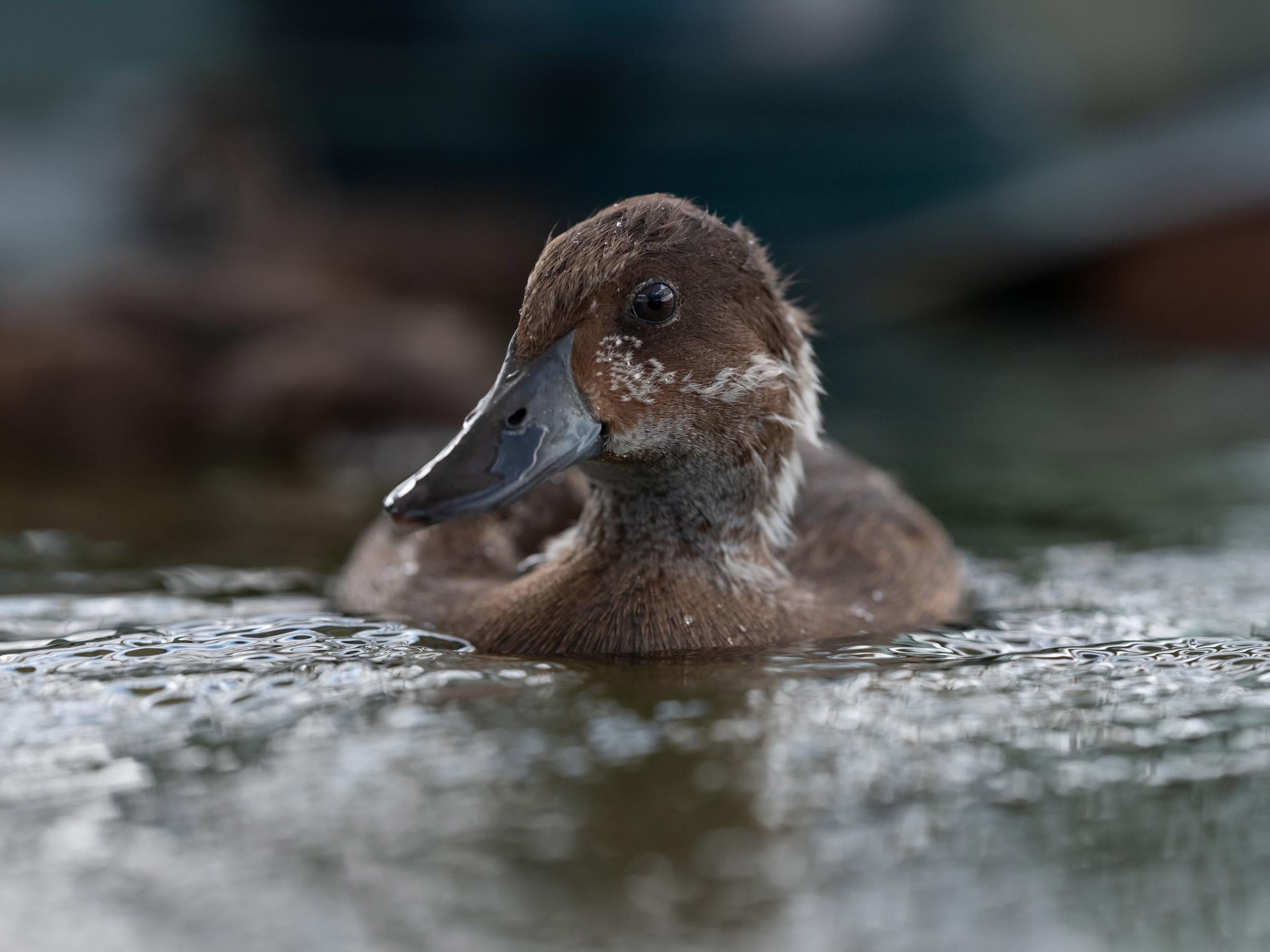 Madagascar pochard duckling at the floating avaries at Lake Sofia, Madagascar
