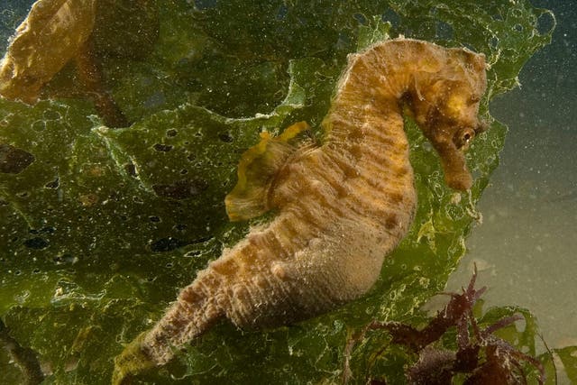 Dorset fishermen have found the extremely rare short-snouted seahorse off the Purbeck coast