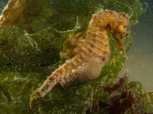 Dorset fishermen have found the extremely rare short-snouted seahorse off the Purbeck coast