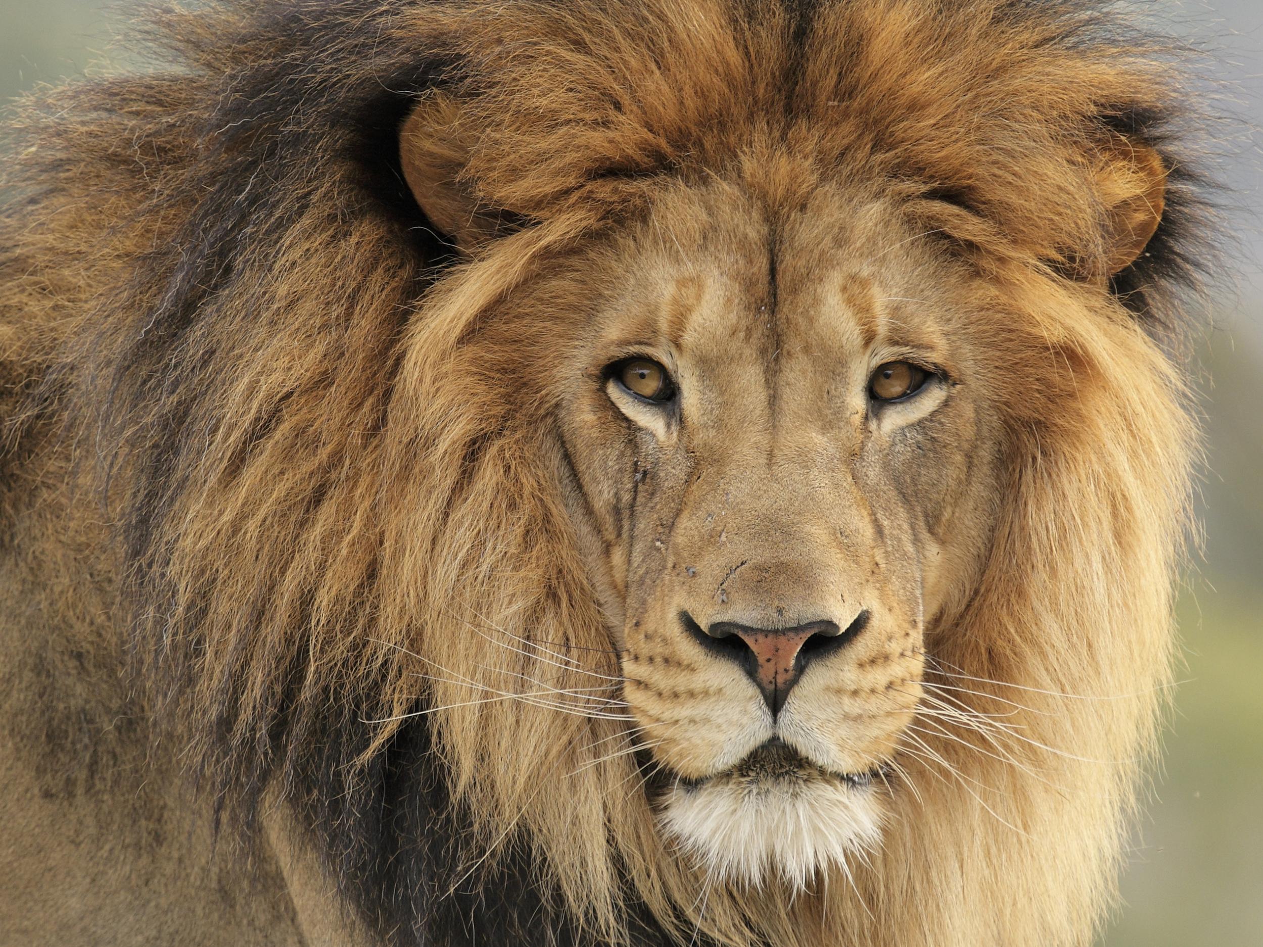 lion in grassland