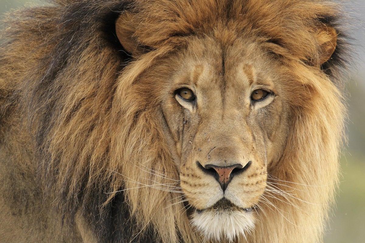 Lion kills zoo worker and is shot dead as tranquilliser fails in