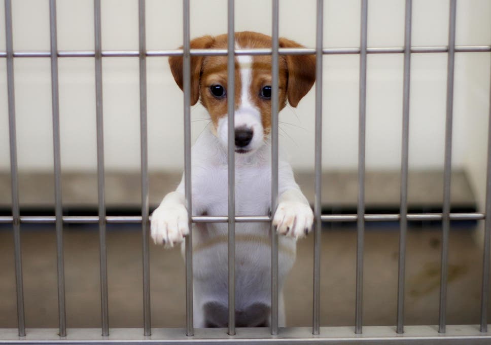 California becomes first US state to only sell rescued animals in pet shops