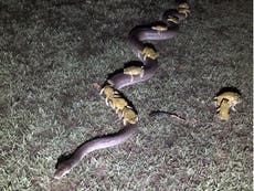 Cane toads seen riding a giant python as they escape flood