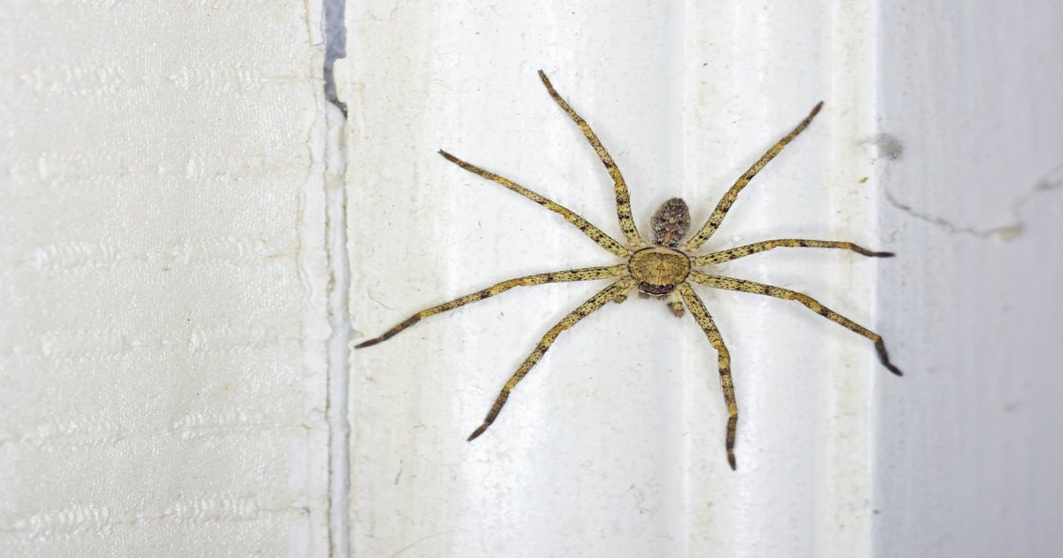 Australian man screaming at spider 'why don't you die?' triggers