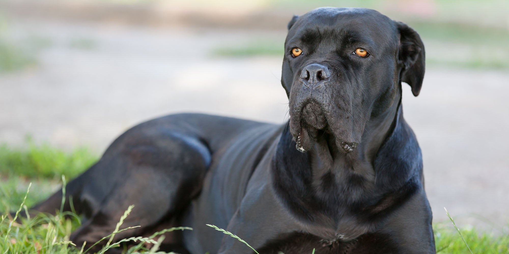 A Cane Corso is accused of biting a baby in Barnsley in a separate incident