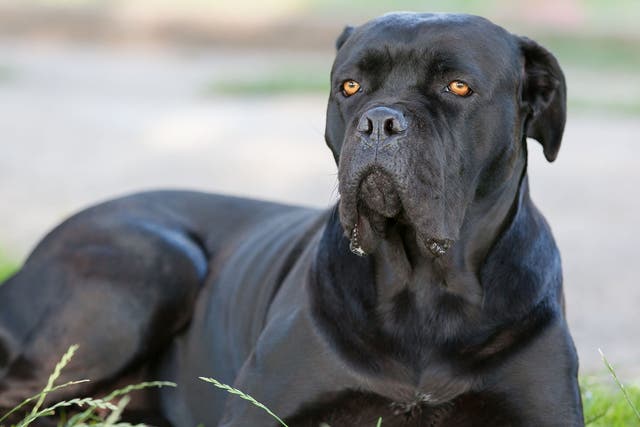 <p>A Cane Corso dog was involved in the attack (stock image) </p>