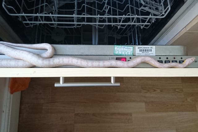 A man got a fright when he sat down to eat his breakfast and a 3ft-long snake slithered out of the cereal box and into the dishwasher