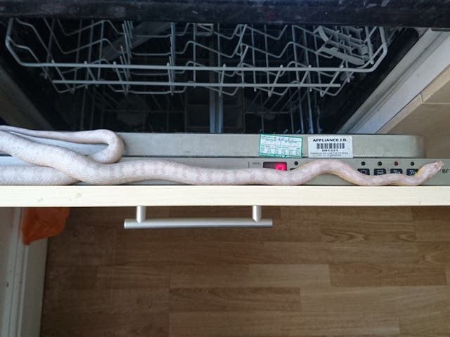 A man got a fright when he sat down to eat his breakfast and a 3ft-long snake slithered out of the cereal box and into the dishwasher