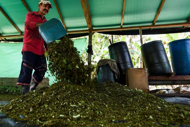 Farmer Miguel Mangos processes coca leaves to make cocaine base paste in at a clandestine farm next to the Inirida River, Guaviare, in Colombia