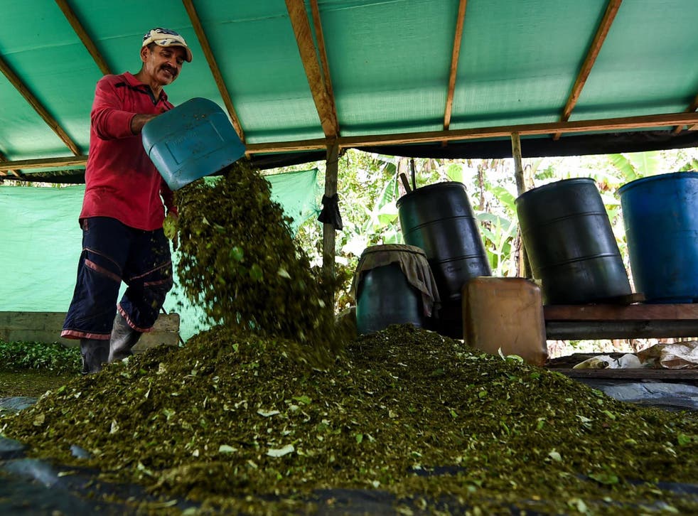 Farmer Miguel Mangos processes coca leaves to make cocaine base paste in at a clandestine farm next to the Inirida River, Guaviare, in Colombia