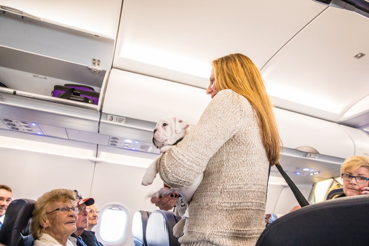 Us Proposes Crackdown On Emotional Support Animals On Flights The Independent The Independent