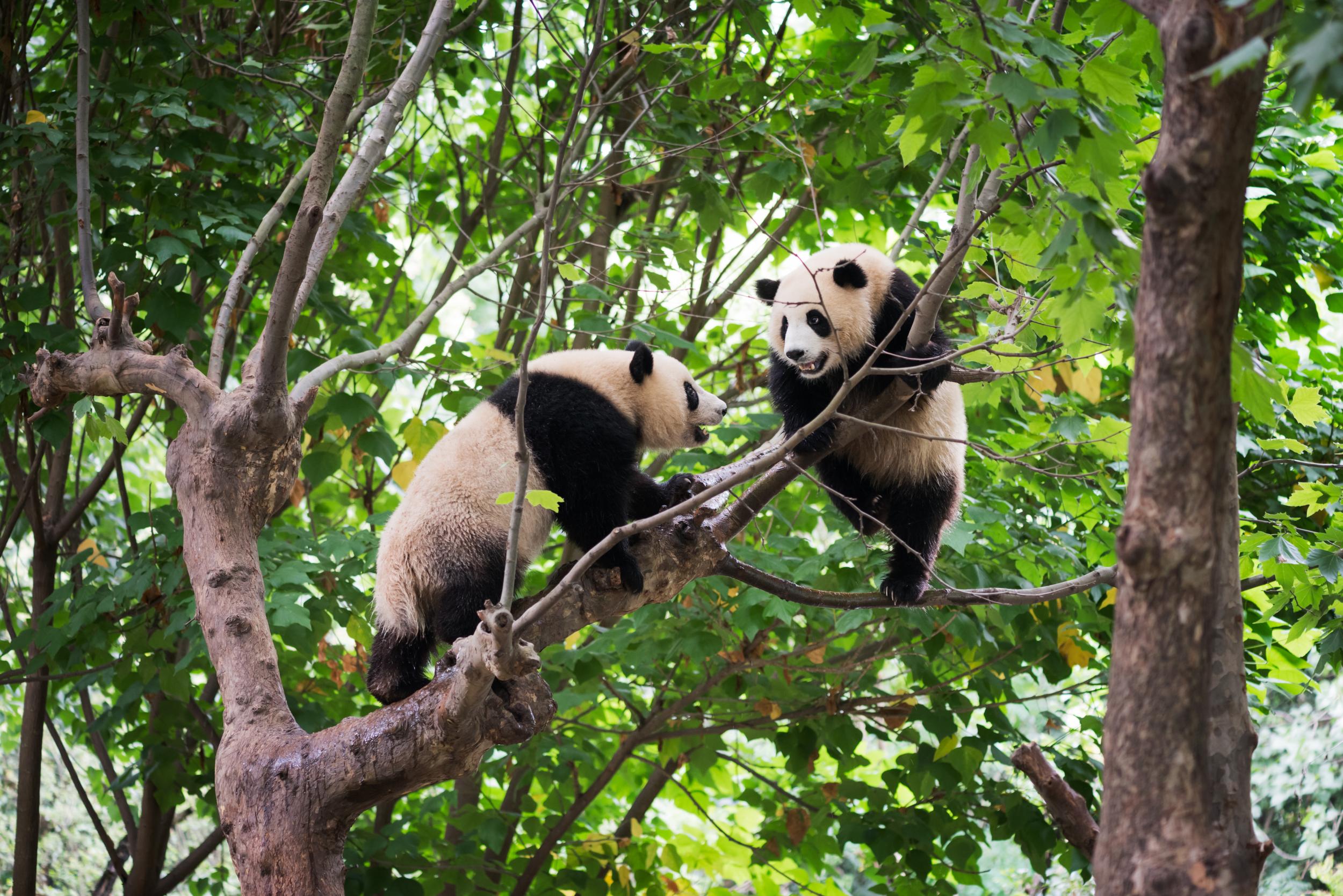 Chengdu, home of pandas, now allows visa-free transit for almost a week