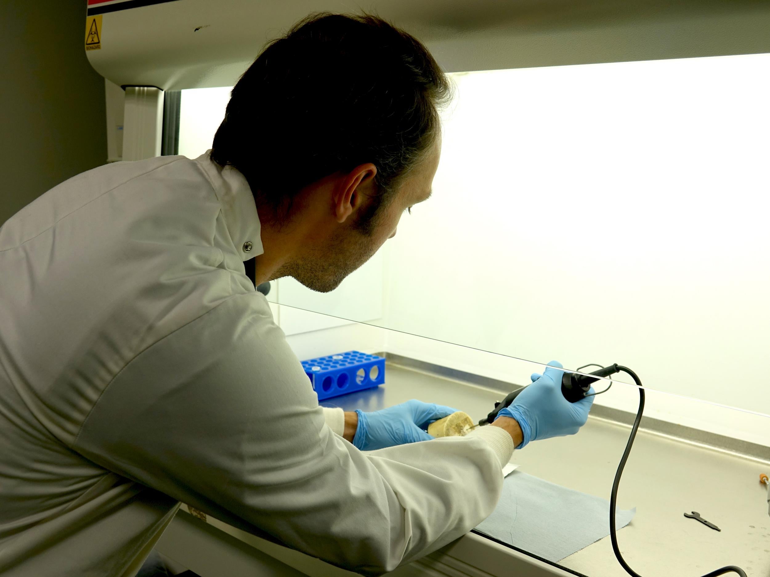 Dr Alex Ball drilling ivory samples as part of the WildGenes project