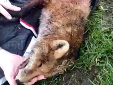 National Trust bans fox-hunt packs after ‘terriermen’ filmed and fox disembowelled
