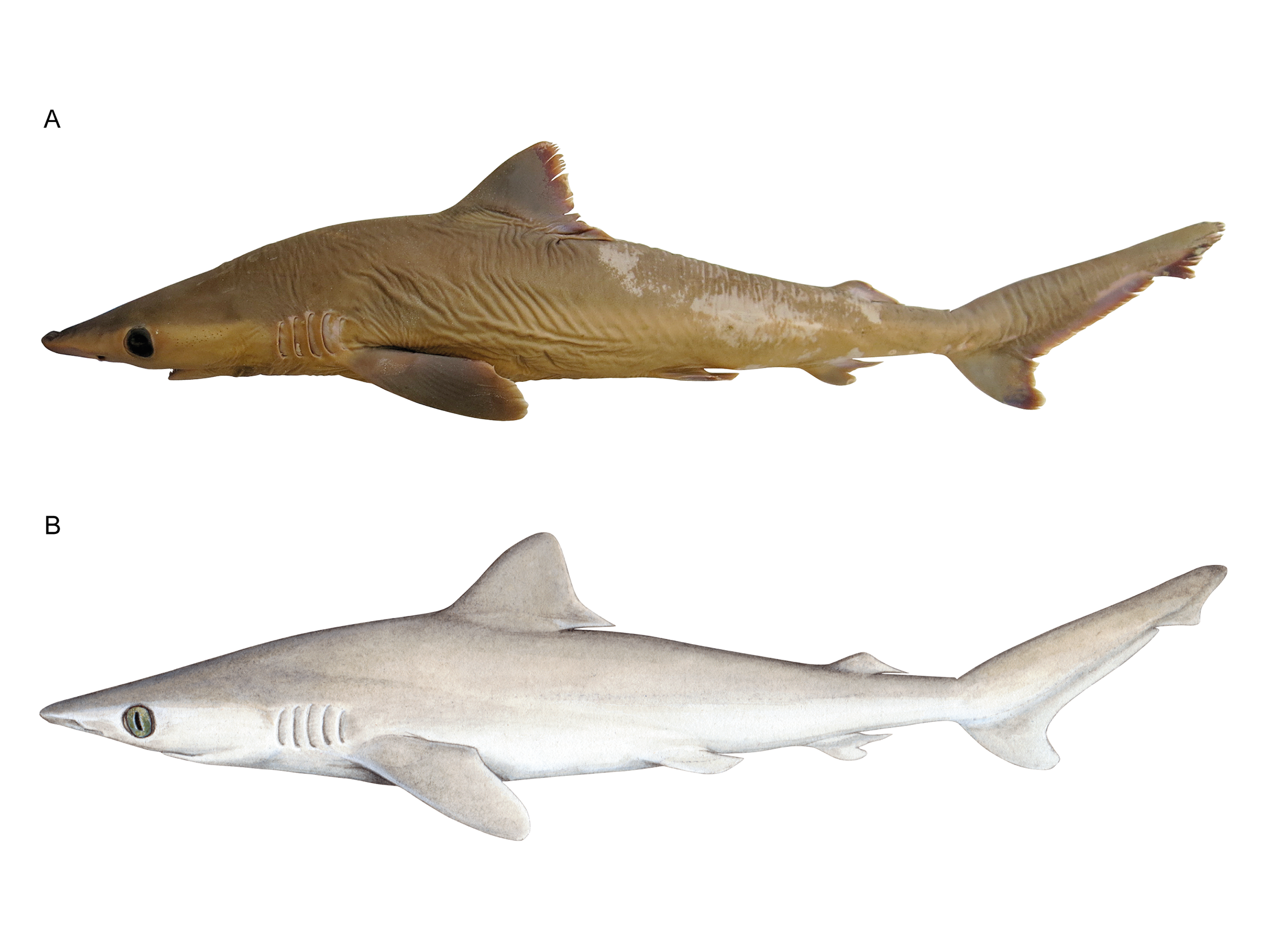 Preserved specimen of new Carcharhinus obsolerus species and artist's impression below