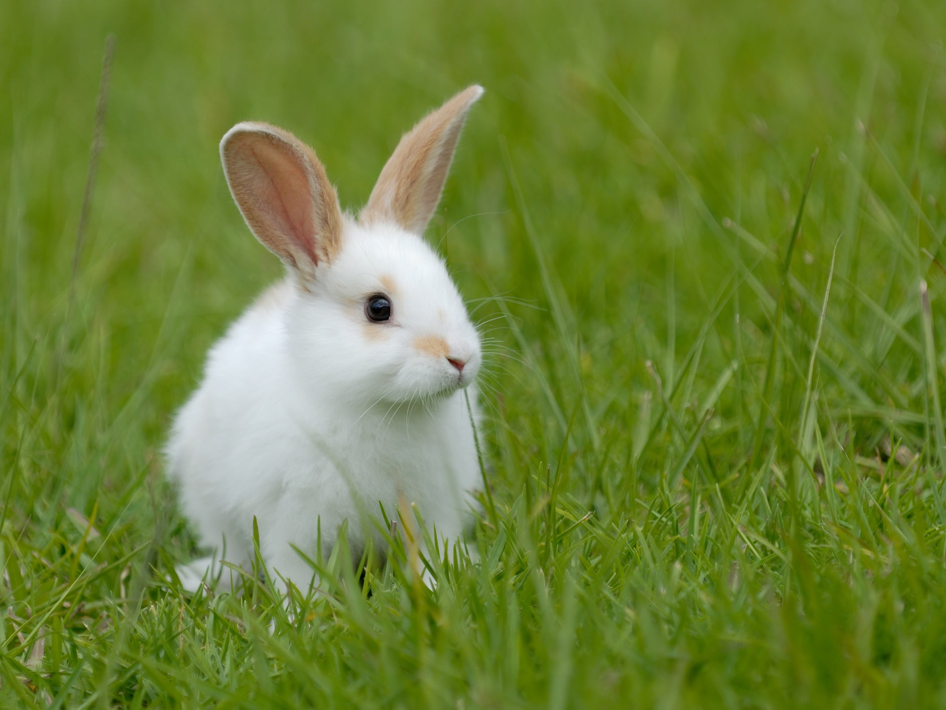 Rabbits are stronger and bigger if they eat their own faeces