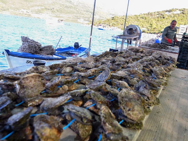 A shellfish farmer in southern Croatia lays out his catch to dry